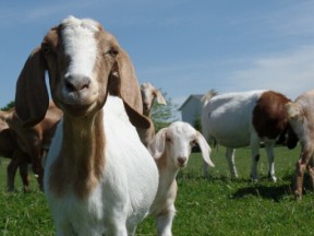 Friendly little goats!